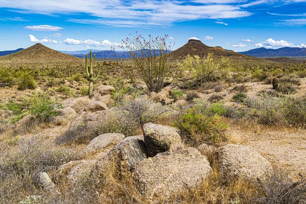 Imagen Muestra Hermoso Paisaje Desértico Típico Del Desierto Sonaoran Arizona —  Fotos de Stock