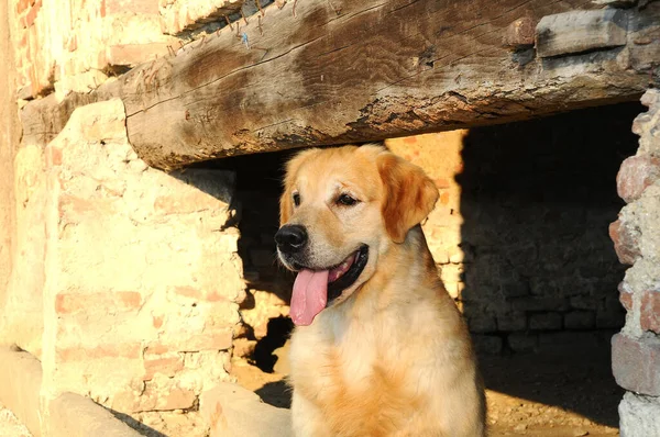 Açık Havada Bir Golden Retriever Köpeğinin Yakın Çekimi — Stok fotoğraf