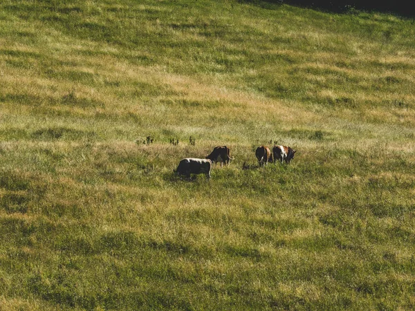 Belo Tiro Gado Pastando Campo Pasto — Fotografia de Stock