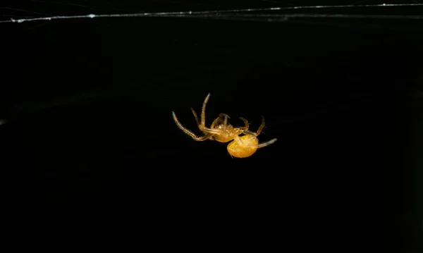 Close Uma Aranha Laranja Tecendo Uma Teia Fundo Preto — Fotografia de Stock