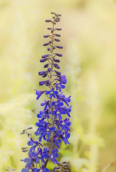 Een Verticaal Shot Van Levendige Lavendel Bloemen Een Wazig Gele — Stockfoto