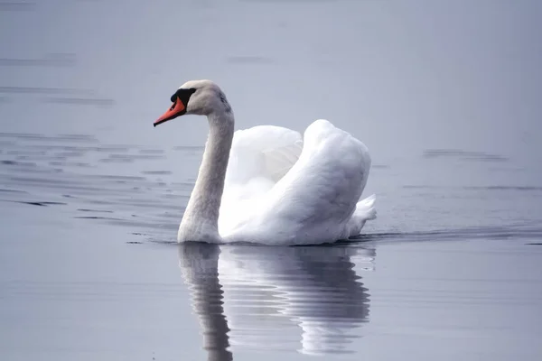 Величественный Изящный Лебедь Плавающий Спокойном Озере Светящимся Отражением Ним — стоковое фото