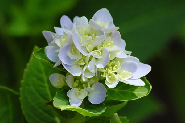 Een Selectieve Focusshot Van Witte Hortensia — Stockfoto