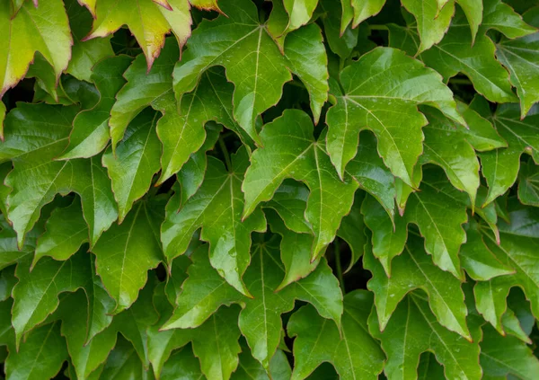 Une Image Rapprochée Grandes Feuilles Lierre Boston Vert Croissance Dense — Photo