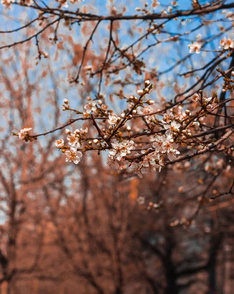 Вертикальный Снимок Цветущих Ветвей Сакуры — стоковое фото