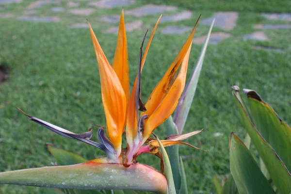 Una Flor Strelitzia Naranja Con Hojas Verdes Jardín — Foto de Stock