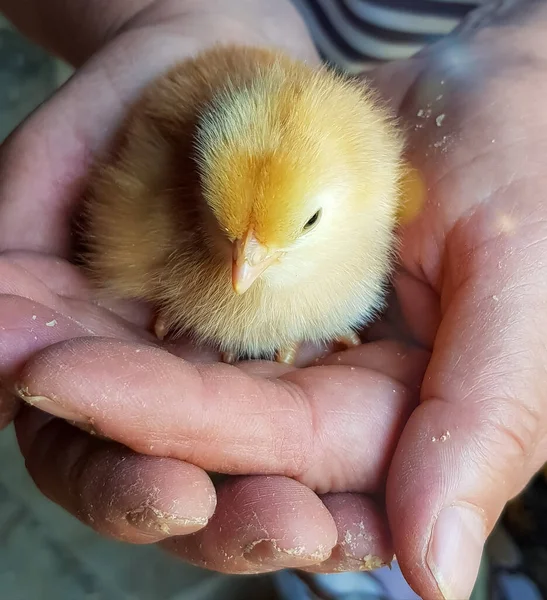 Primer Plano Pollito Amarillo Las Manos — Foto de Stock