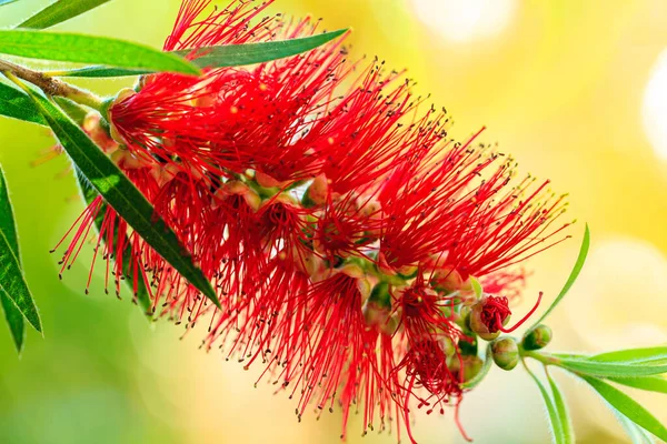 Detailní Záběr Krásné Červené Callistemon — Stock fotografie