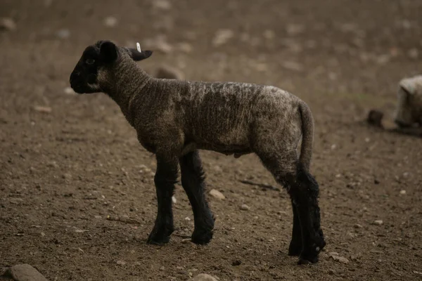 Nahaufnahme Eines Schmutzigen Mutterschafs Das Einem Bauernhof Mit Lehmoberfläche Steht — Stockfoto