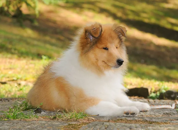 Uma Foto Close Cão Collie Áspero Bonito Livre — Fotografia de Stock