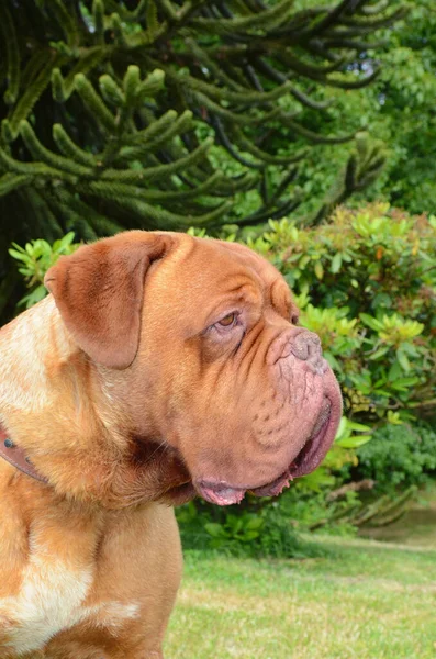 在户外拍摄的波尔多斗兽犬的垂直镜头 — 图库照片