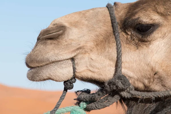 Een Profiel Headshot Van Een Kameel Sahara Woestijn Marokko — Stockfoto