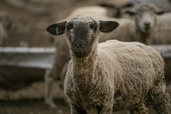 Nahaufnahme Eines Beigefarbenen Mutterschafs Auf Einem Bauernhof Mit Einer Herde — Stockfoto