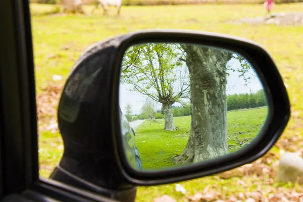 Selektivní Zaměření Stromů Zrcadle Auta — Stock fotografie