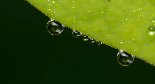 Sebuah Gambar Makro Dari Tetes Embun Transparan Tergantung Dari Daun — Stok Foto