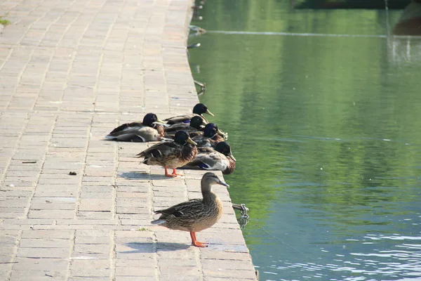 Selektivní Snímek Rodiny Divokých Mallardských Ptáků Stojících Před Řekou Parku — Stock fotografie