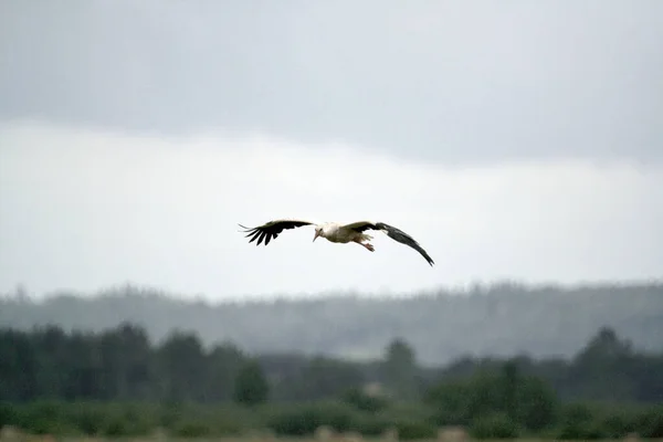 Beautiful Wallpaper Majestic White Stork Flying Alone Air Blurred Background — Stock Photo, Image