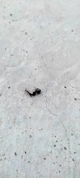 콘크리트 표면에 곤충을 개미의 매크로 — 스톡 사진
