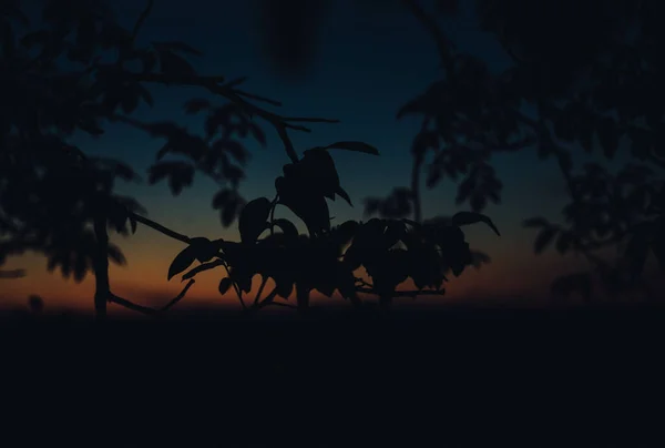 Ένα Όμορφο Πλάνο Από Σιλουέτες Φυτών Ηλιοβασίλεμα Στο Παρασκήνιο — Φωτογραφία Αρχείου