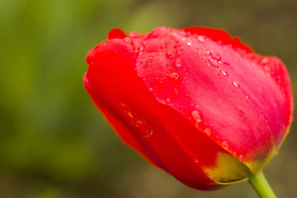 Tiro Close Uma Tulipa Vermelha Coberta Com Gotas Orvalho — Fotografia de Stock