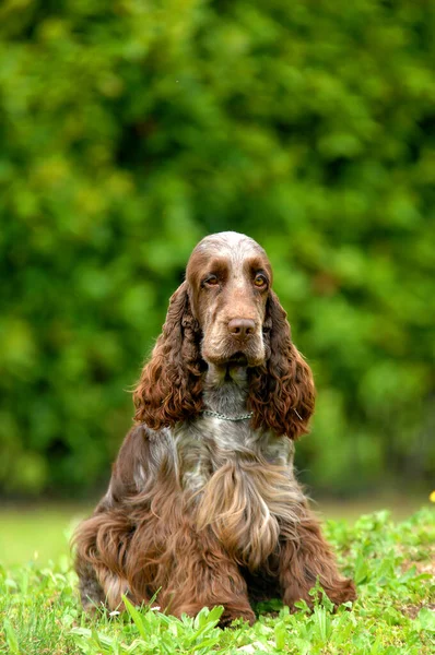 英語のコッカー スパニエル犬の垂直ショット屋外 — ストック写真