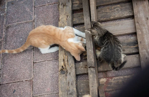 Par Lindos Gatos Adorables Jugando Aire Libre — Foto de Stock