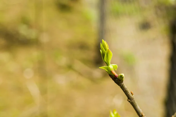 Närbild Knoppar Trädgrenar — Stockfoto