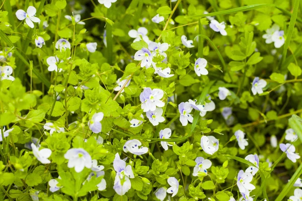 一张盛开的白色野花的特写照片 — 图库照片