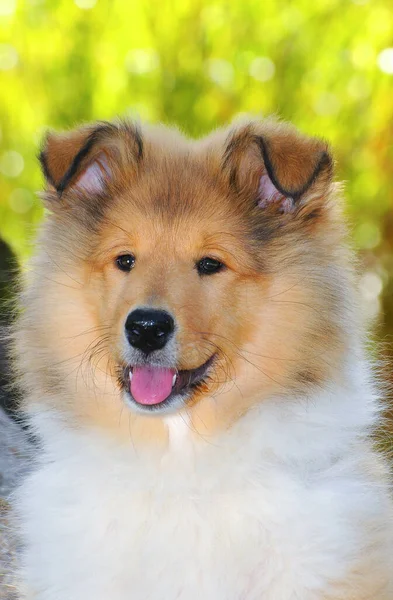Ein Vertikales Porträt Eines Rauen Collie Hundes Freien — Stockfoto