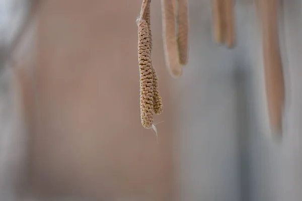 Egy Közeli Felvétel Száraz Nyírfa Catkins — Stock Fotó