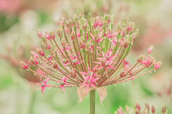 Een Close Van Een Prachtige Roze Melkkruid Bloem Met Druppelende — Stockfoto