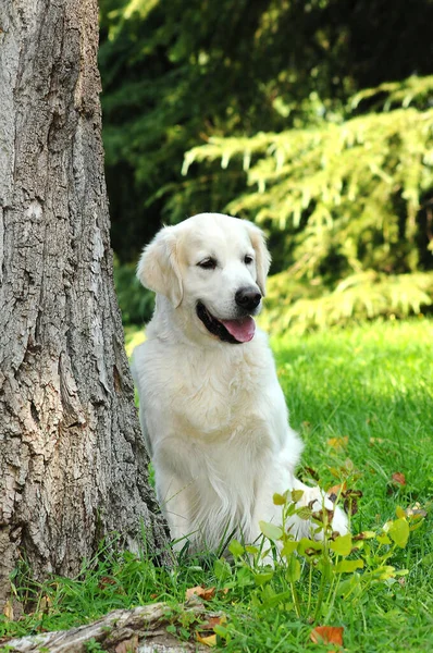 Genç Golden Retriever Köpeğinin Dikey Çekimi — Stok fotoğraf