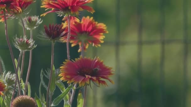 Mooie Bloemen Tuin — Stockvideo