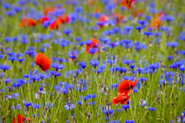 Wildflower Field Blooming Poppies Knapweeds — Stock Photo, Image