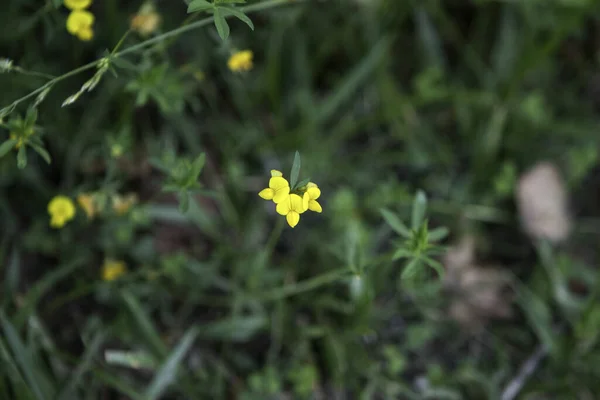 森の中に咲く様々な野の花の選択的フォーカスショット — ストック写真