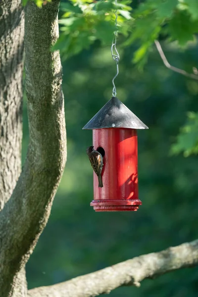 Zadní Záběr Vrabce Domu Jak Snaží Dostat Červené Ptačí Budky — Stock fotografie