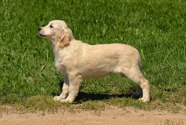 Nahaufnahme Eines Flachbeschichteten Retrievers Freien — Stockfoto