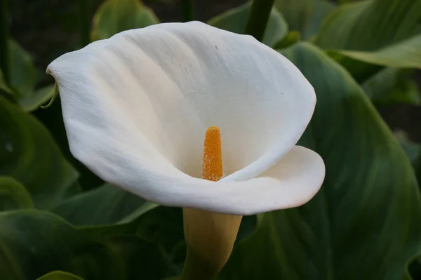 Zbliżenie Białego Budzącego Kwiatu Zielonymi Liśćmi — Zdjęcie stockowe