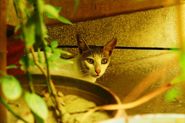 Cat Hiding Plant — Stockfoto