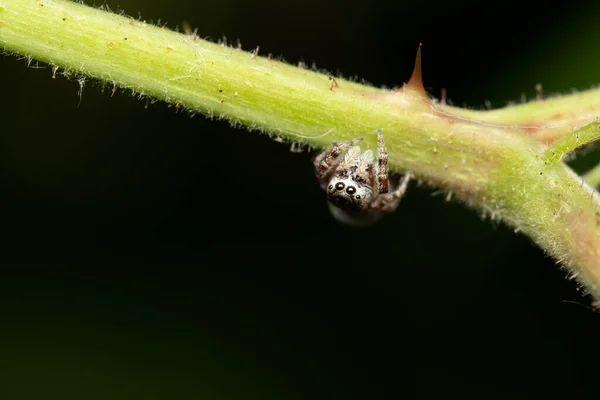 Closeup Image Green Stem Small Brown Insect Hanging — Stock Photo, Image