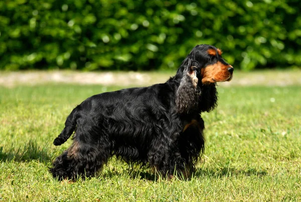 Detailní Záběr Černošky Anglický Kokršpaněl Pes Venku — Stock fotografie