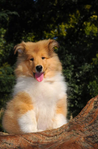 Een Verticaal Schot Van Een Schattig Ruw Collie Hond Buiten — Stockfoto