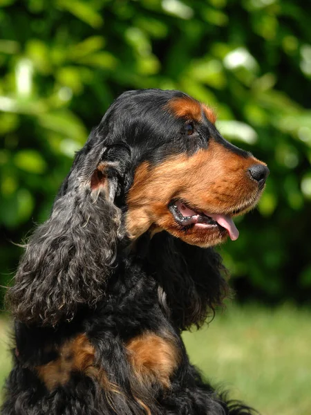 Tiro Vertical Cão Inglês Cocker Spaniel Livre — Fotografia de Stock