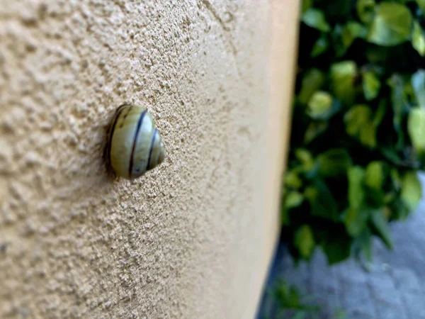 Une Coquille Escargot Sur Mur Blanc — Photo