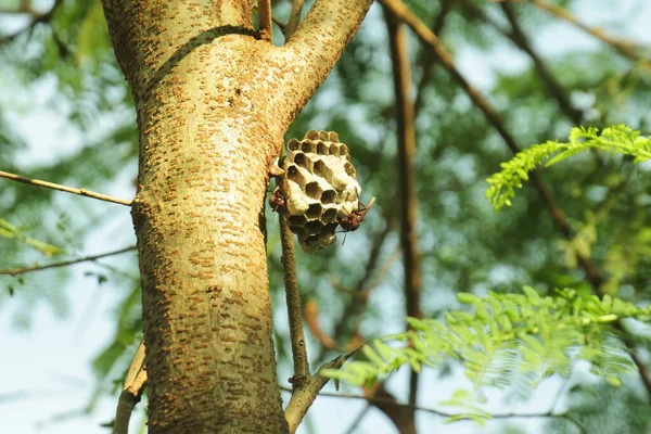 晴れた日に木の幹に小さな蜂が巣を作る — ストック写真