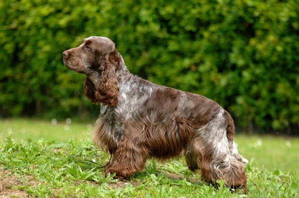 Seekor Anjing Cocker Spaniel Inggris Luar Ruangan — Stok Foto