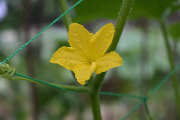 Uma Flor Pepino Amarelo Jardim — Fotografia de Stock