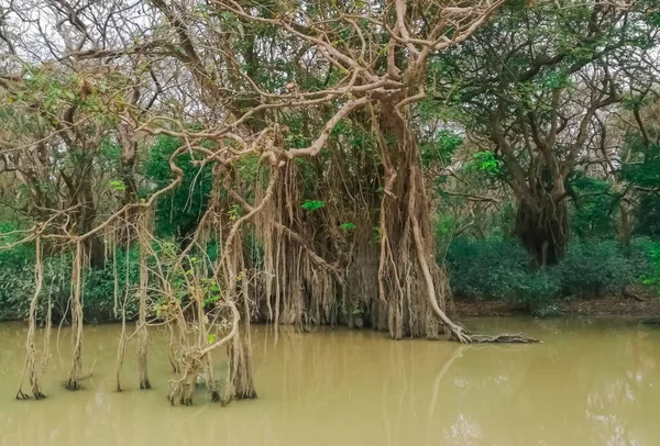 Uma Bela Vista Galhos Árvores Penduradas Indo Para Pântano Uma — Fotografia de Stock