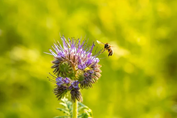 Мелкий Фокус Пыльцы Собирающей Пчелу Цветка Фаселии — стоковое фото