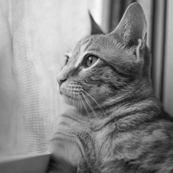 Grayscale Portrait Domestic Cat Looking Out Window Blurry Background — Stock Photo, Image